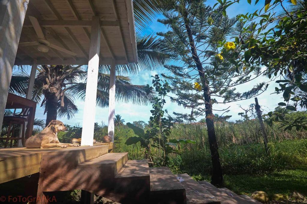 Cabarete Surf Camp Hotel Exterior photo